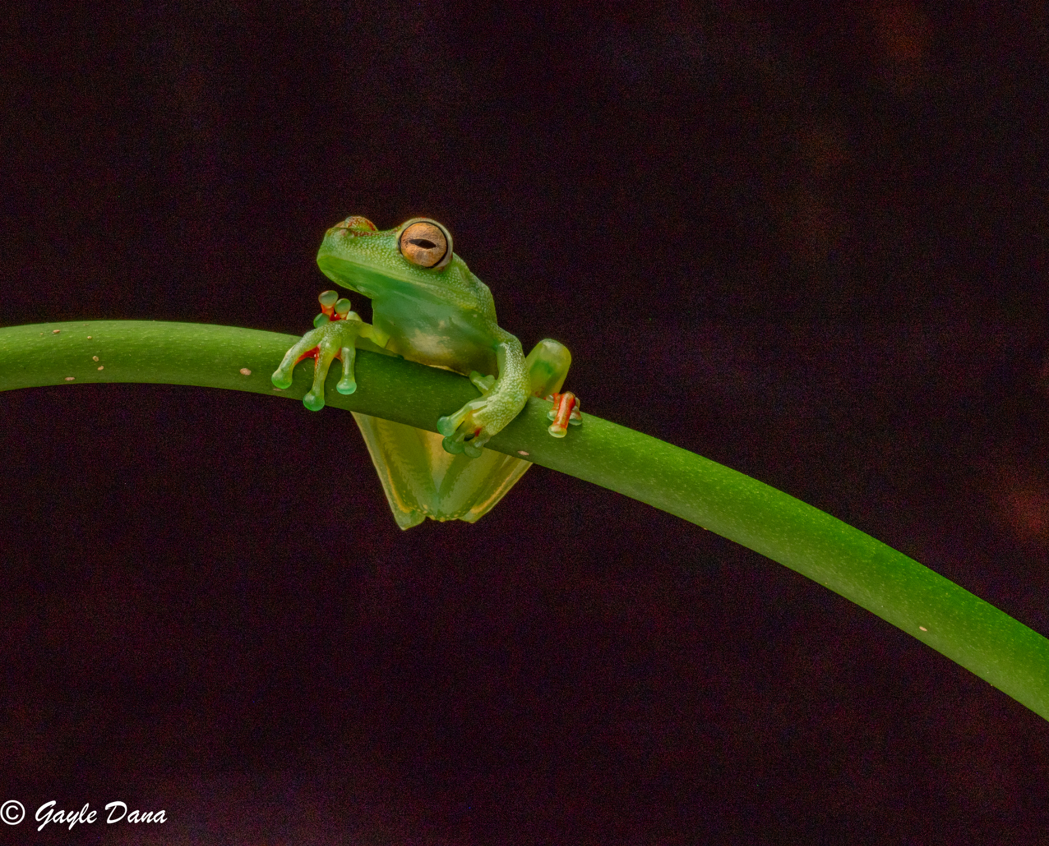 Red webbed Treefrog